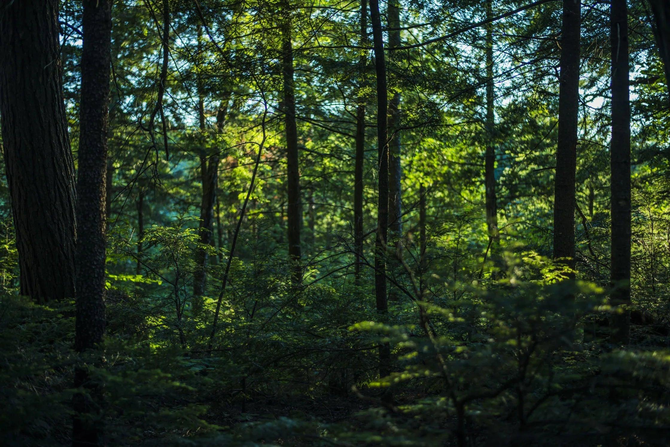 thick-lush-green-forest - In The Timber Outdoors